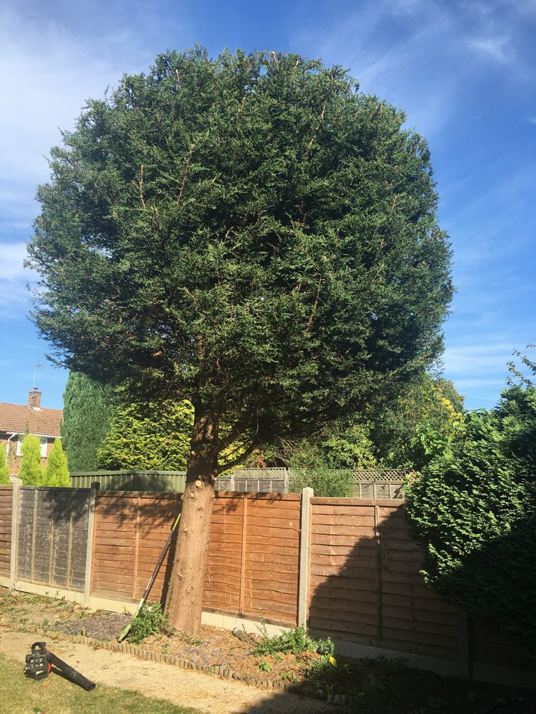 Proper Hedge Cutting Service Ensure an Attractive Home Outdoor