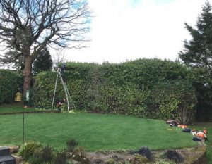 Hedge Trimming Near Surrey