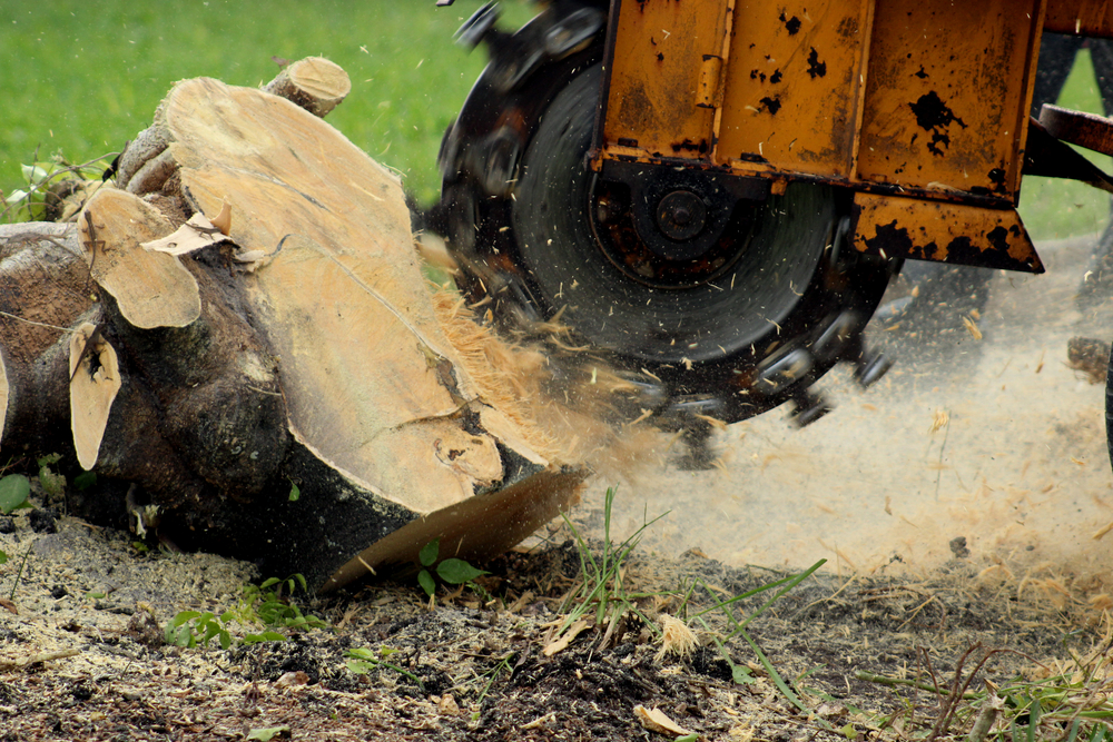 stump grinding